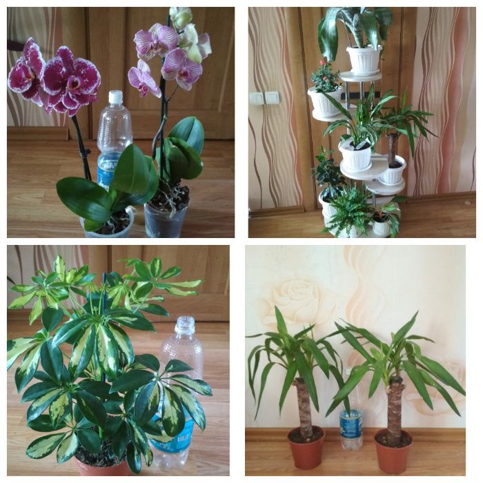 хлорофитум кудрявый бони пеларгонии цветы не дорого растения комнатные