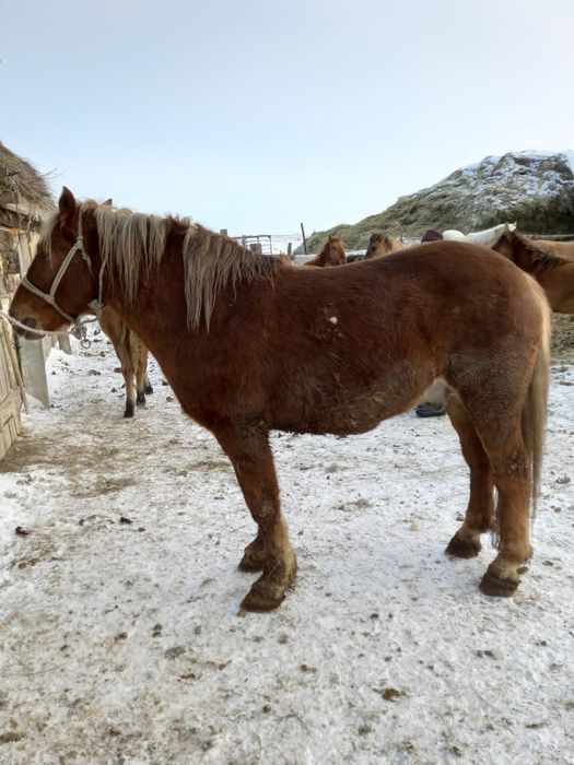 айғыр сатылады полутяж