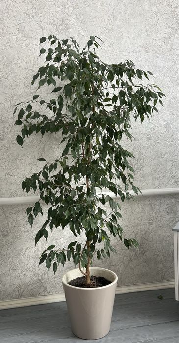 Бенджамин/Фикус Бенджамина