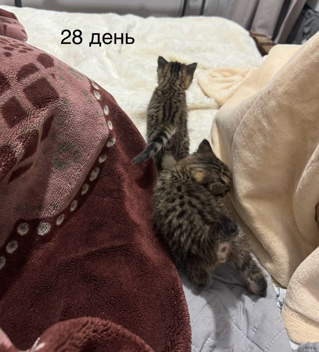 Отдаем милых котенка в добрые руки