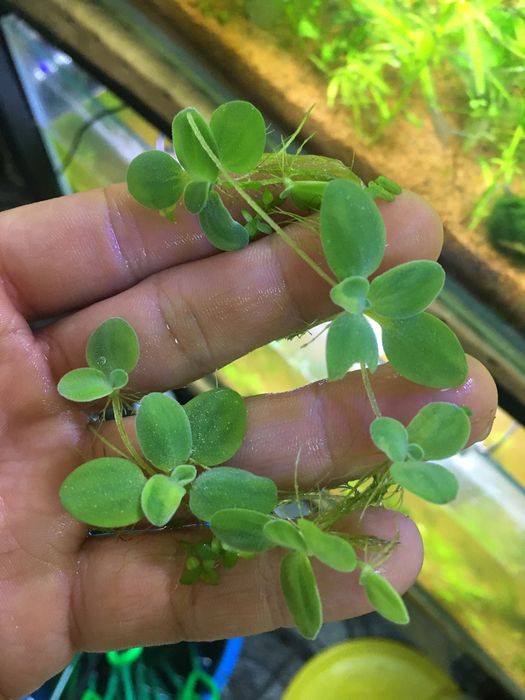 Piscia - Plante de suprafață