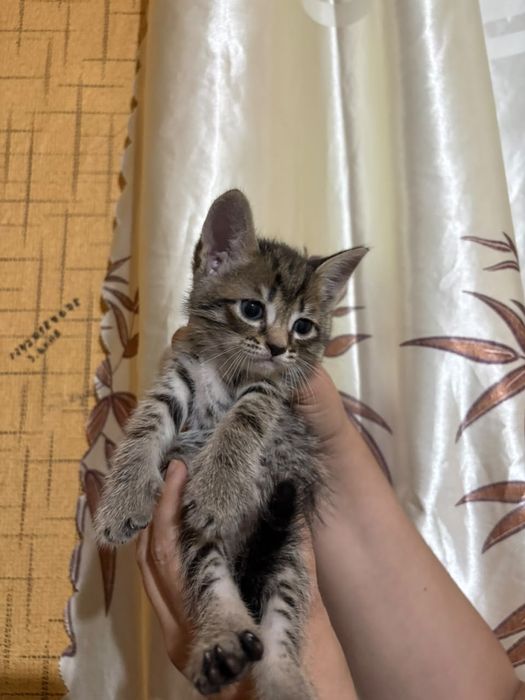 Отдам даром котят в добрые руки