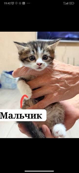 Пристраиваются в добрые руки вот такие лапули.