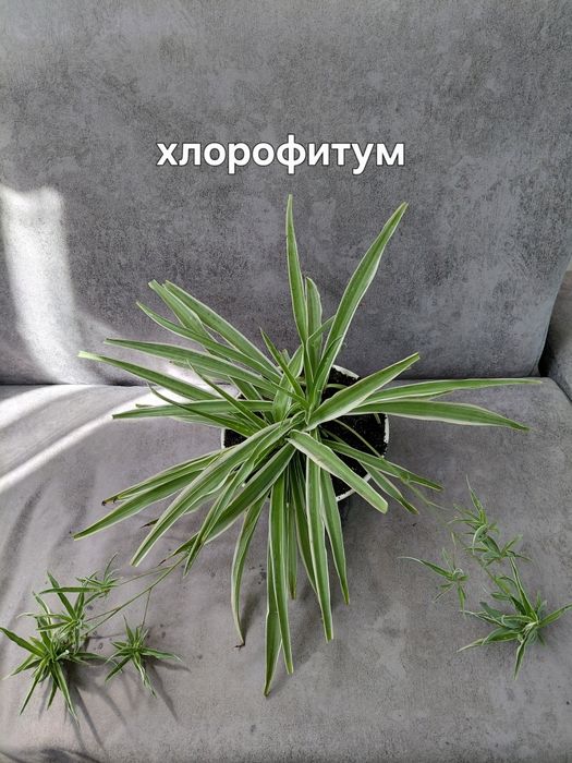 Комнатные цветы недорого