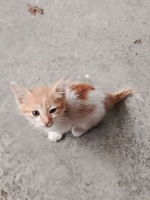 Котята даром в добрые руки