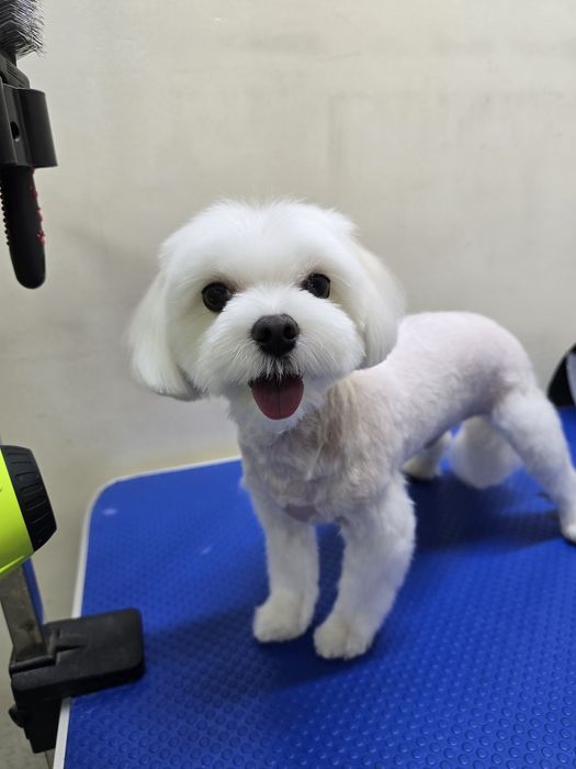 Груминг собак и кошек