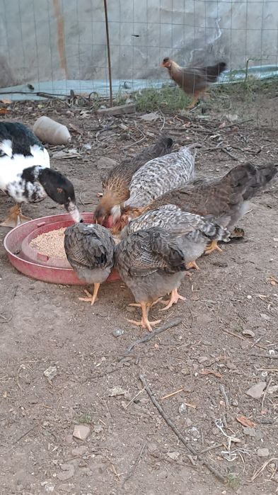 Vând cream legbar și rațe leșești