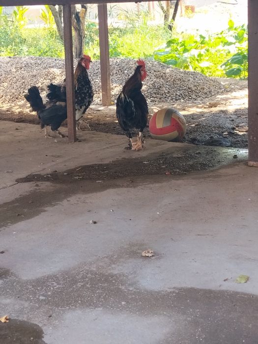 Екі пар японскийлер бар