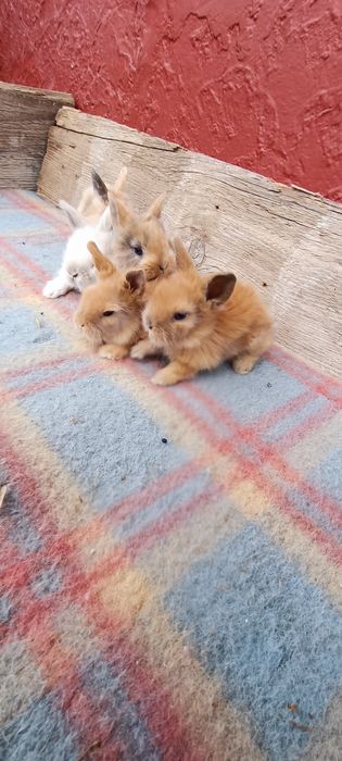 Iepuri mini cap de leu pitic