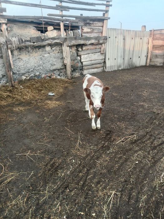 Продам первотелку с теленком телочка