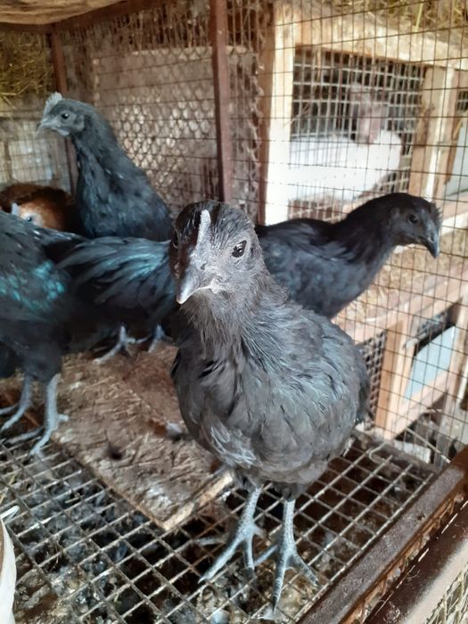 Продам кур молодок Аям Цемани.