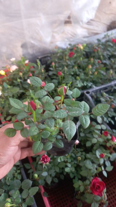 Розы оптом        .