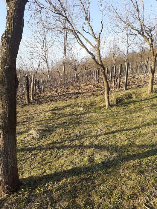 Casă și teren Buhea de Jos, Prahova