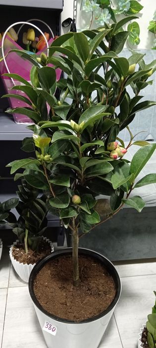 Xonaki gullar sotiladi