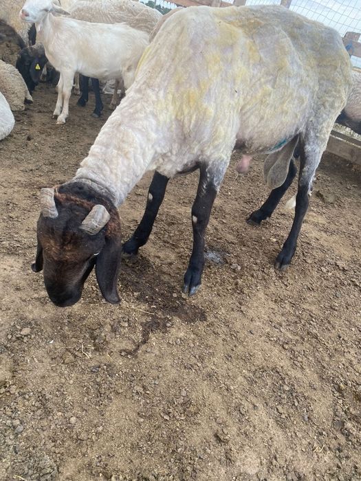 Berbec Cărăbaș  de vanzare