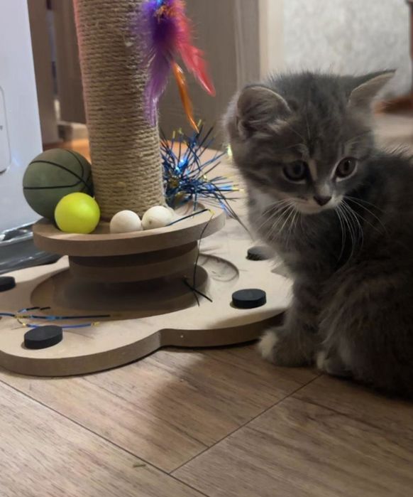 Котенок породистый