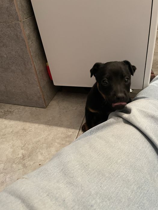 Ягдтерьер щенок