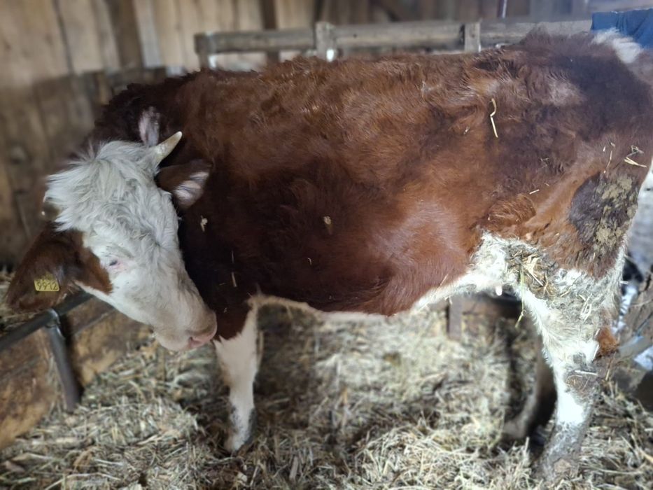 Vând 3 junici si o vaca