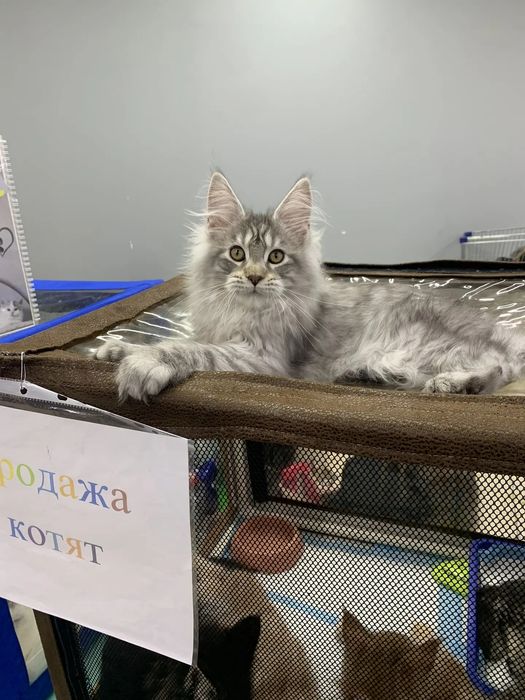 Продам мэйн кун дорого