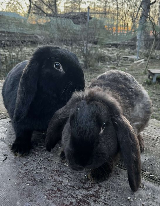 Vand iepuri berberc german