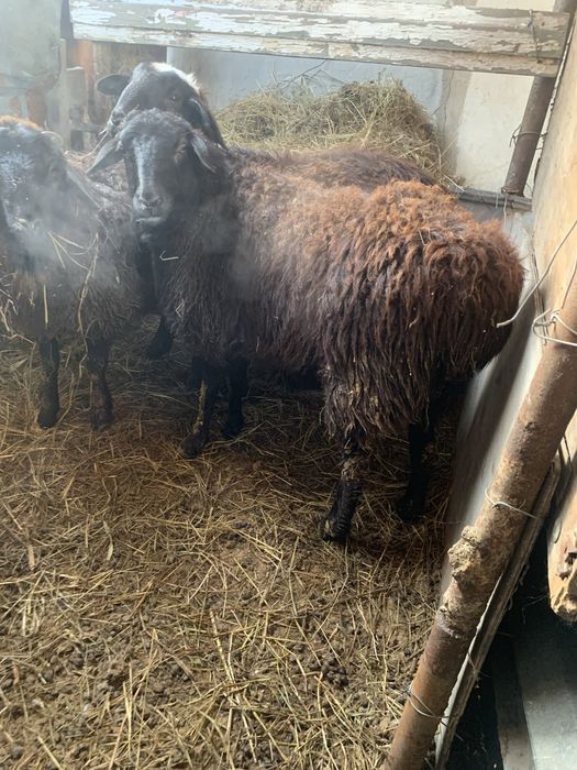 Продам с откорма продам