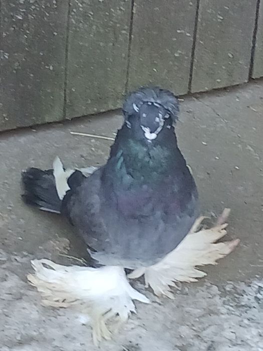 Porumbei uriasi maghiari