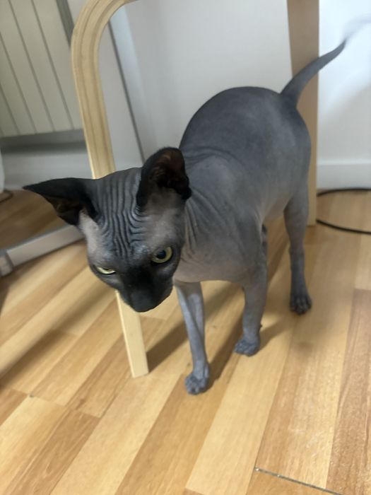 Продам сфинкса , возраст 1 г 3 м