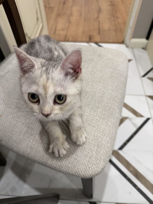 Продам шотладского котенка