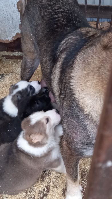 Продам  щенки Алабай