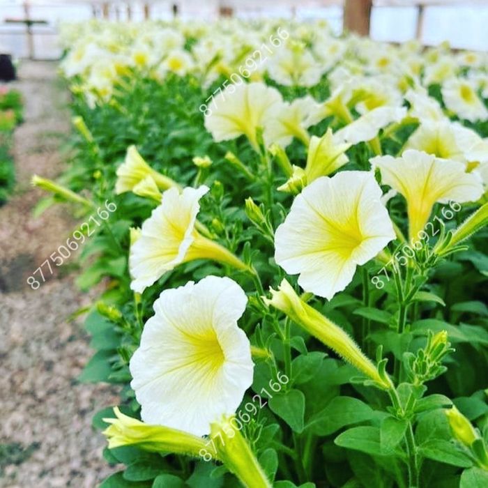 Петуния бархатцы Тагетис