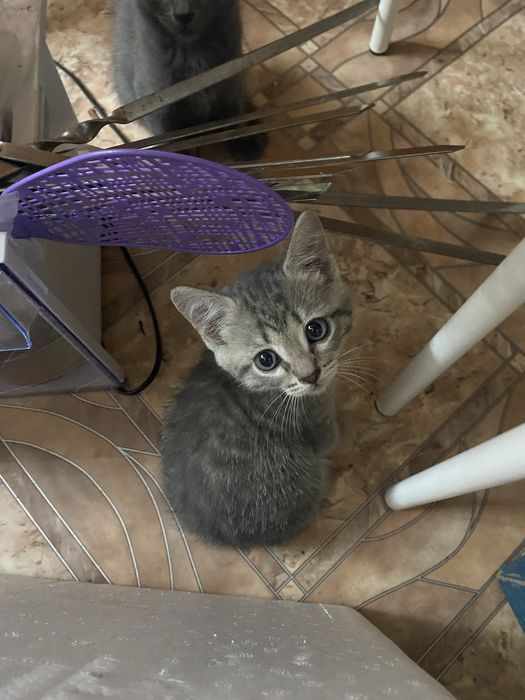 Отдам котят в добрые руки