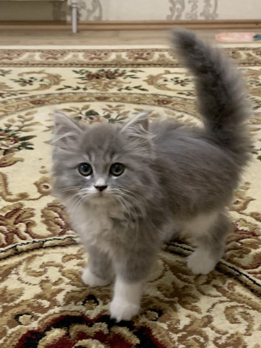 Очень милая кошечка