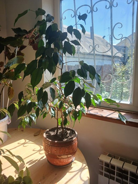 Диффенбаген. Бенжамин. малачай