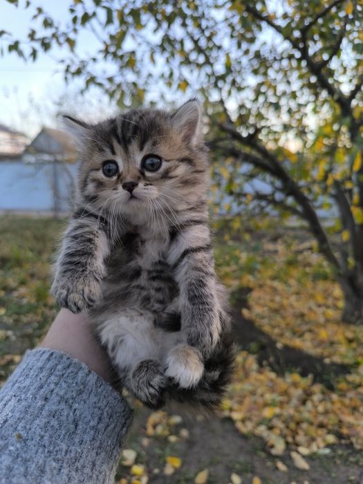 Продам очень красивых котят.
