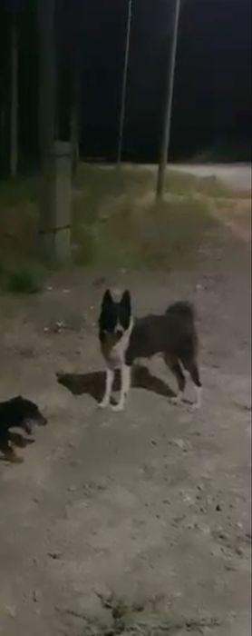 Руский лайка сатылады таза кан