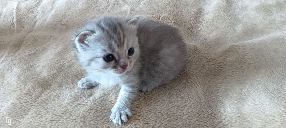 Продам шотландских котят