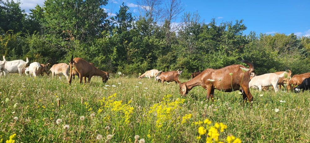 Capre saanen,anglonubian,metiss,iezi