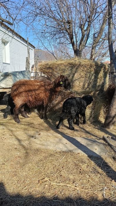 7 бас қозылы қой сатылады .