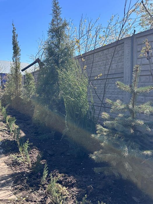 Туи-можжевельники