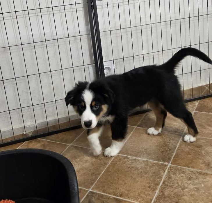 Miniature American Shepherd (mini Australian Shepherd) cu pedigee