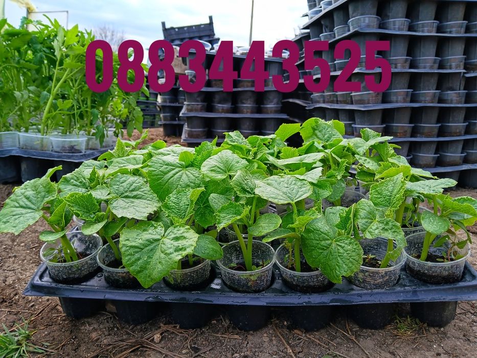 Разсад ранни домати пипер краставици