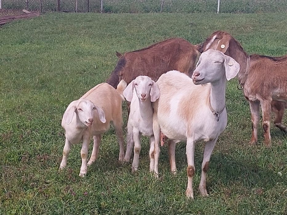 Vând ieduțe metis anglo nubian