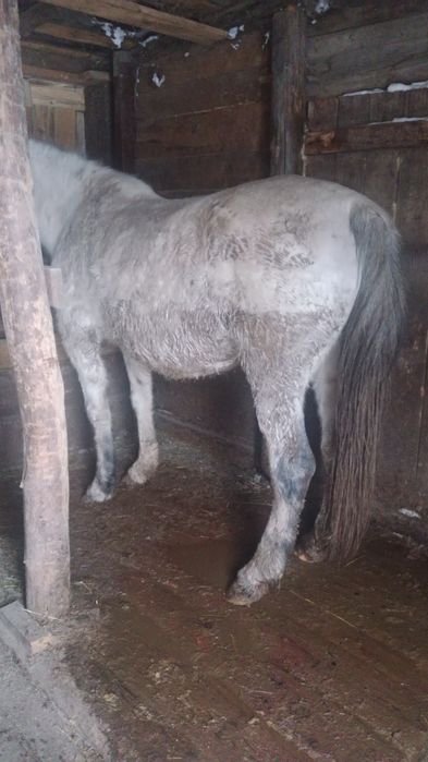 Продаётся тай мальчик в городе Акколь