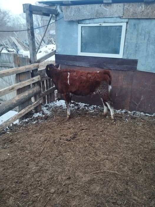 Продам телок годовалые