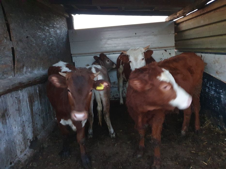 Vand taurasi si juninci