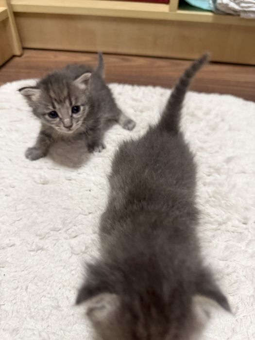 Отдадим котят в добрые руки