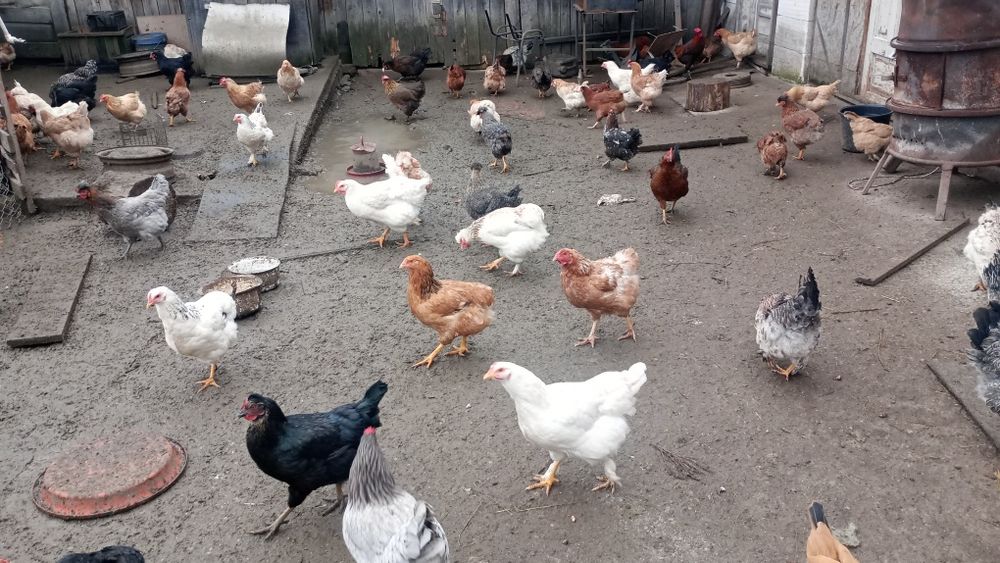 Ouă de casa,din gospodăria proprie