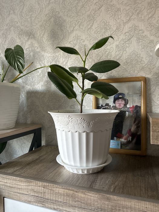 Продам фикусы Бенжамина