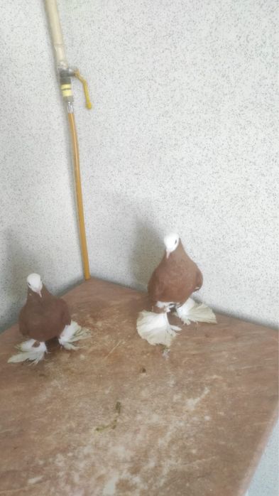 Продам голубей 30.000 голова