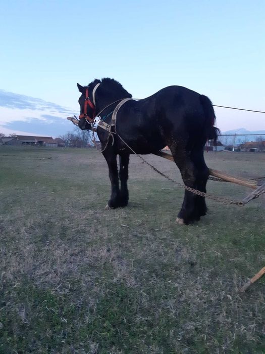 De vânzare mânz de doi ani și șapte luni